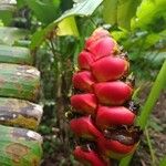 Heliconia imbricata List