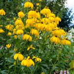 Rudbeckia nitida 花