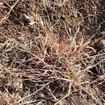 Themeda triandra Foglia