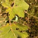 Solanum viarum Feuille