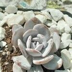 Echeveria laui പുഷ്പം