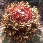 Melocactus