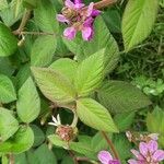 Desmodium intortum Leaf