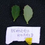 Berberis angulosa Elinympäristö