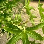 Liquidambar styracifluaLeaf