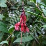 Drymonia pendula Flower