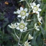 Anticlea elegans Fiore