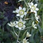 Anticlea elegans Blüte