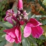 Erysimum × cheiri Flower