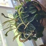 Peperomia pellucida Blad