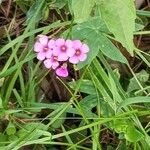 Oxalis latifolia花