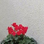 Cyclamen repandum Квітка