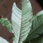 Quiina guianensis Leaf