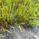 Salicornia bigelovii Лист