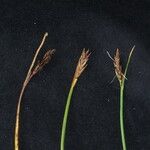 Blysmus compressus Libunga
