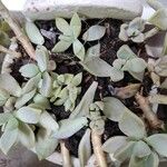 Graptopetalum paraguayense Yaprak