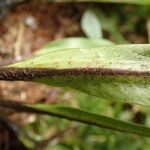 Asplenium africanum Lehti