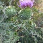 Cirsium vulgareBlomma