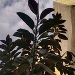 Ficus elastica ഇല