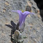 Campanula celsii Kvet