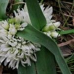 Allium chamaemoly Blüte