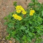 Senecio squalidus Hábitos