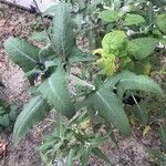 Salvia canariensis Hostoa