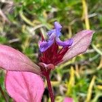 Ceratostigma plumbaginoides Flower