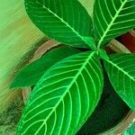 Sanchezia nobilis Folha