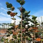 Coccoloba uvifera Bark