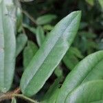 Monanthotaxis valida Hoja