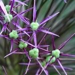 Allium nigrum Frukto