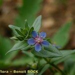 Lysimachia foemina Fula