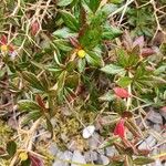 Berberis gagnepainii Leaf