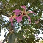 Ceiba speciosa Λουλούδι