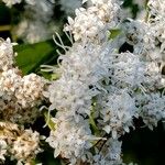 Ageratina havanensis Flower