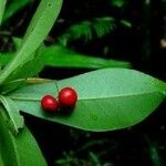 Badula grammisticta Fruit