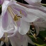 Hosta plantaginea Blomma