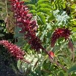 Melianthus major Blüte