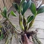 Epidendrum ciliare Yaprak