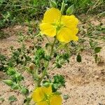 Ludwigia peruviana Flower