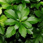 Rodgersia podophylla Levél