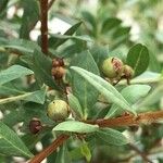 Lawsonia inermis Fruit