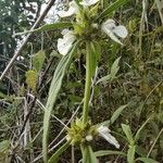 Leucas lavandulifolia Fleur