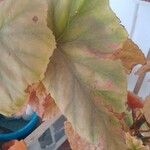 Begonia aconitifolia Fulla