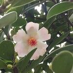 Clusia orthoneura Flor