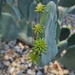 Opuntia engelmannii Flower
