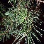 Pinus thunbergii List