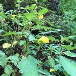 Impatiens noli-tangereFlower