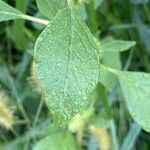 Amaranthus hybridus Hoja